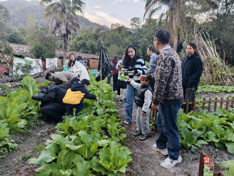 新消费｜福州“共享菜园”走红！年轻人爱上“租地种菜”