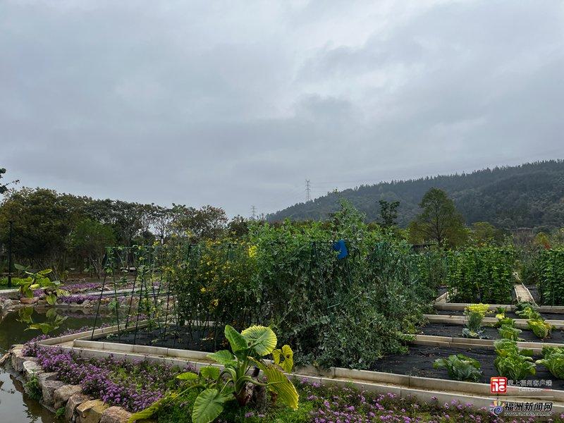 新消费｜福州“共享菜园”走红！年轻人爱上“租地种菜”