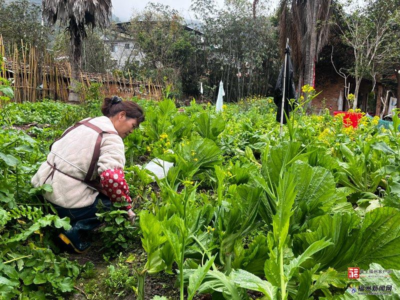 新消费｜福州“共享菜园”走红！年轻人爱上“租地种菜”