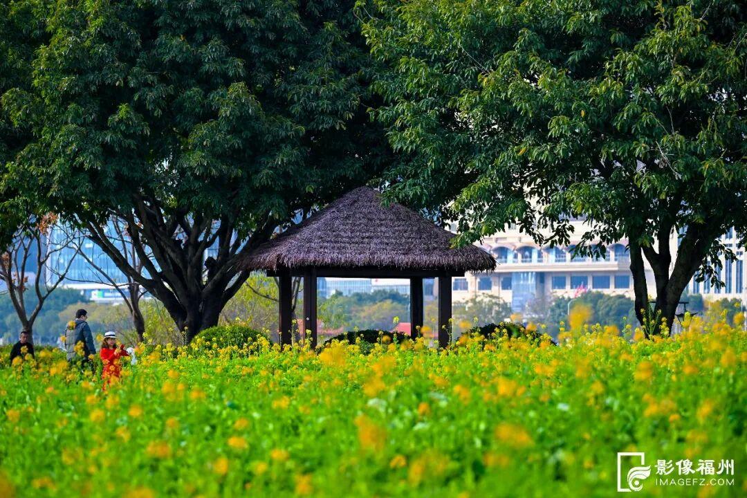 网红花海！福州这个公园的春色藏不住了！