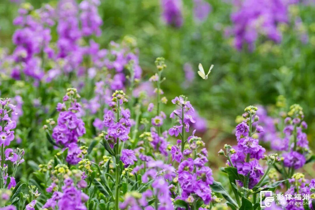 网红花海！福州这个公园的春色藏不住了！
