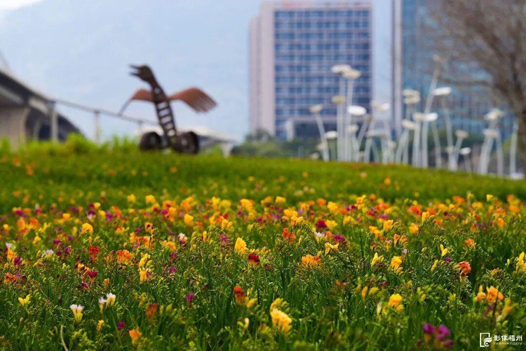 网红花海！福州这个公园的春色藏不住了！