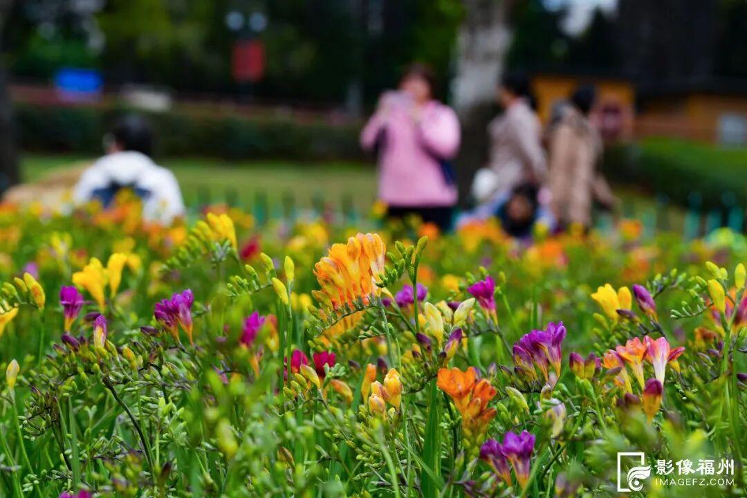 网红花海！福州这个公园的春色藏不住了！