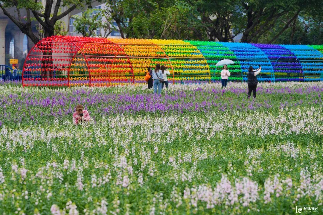 网红花海！福州这个公园的春色藏不住了！