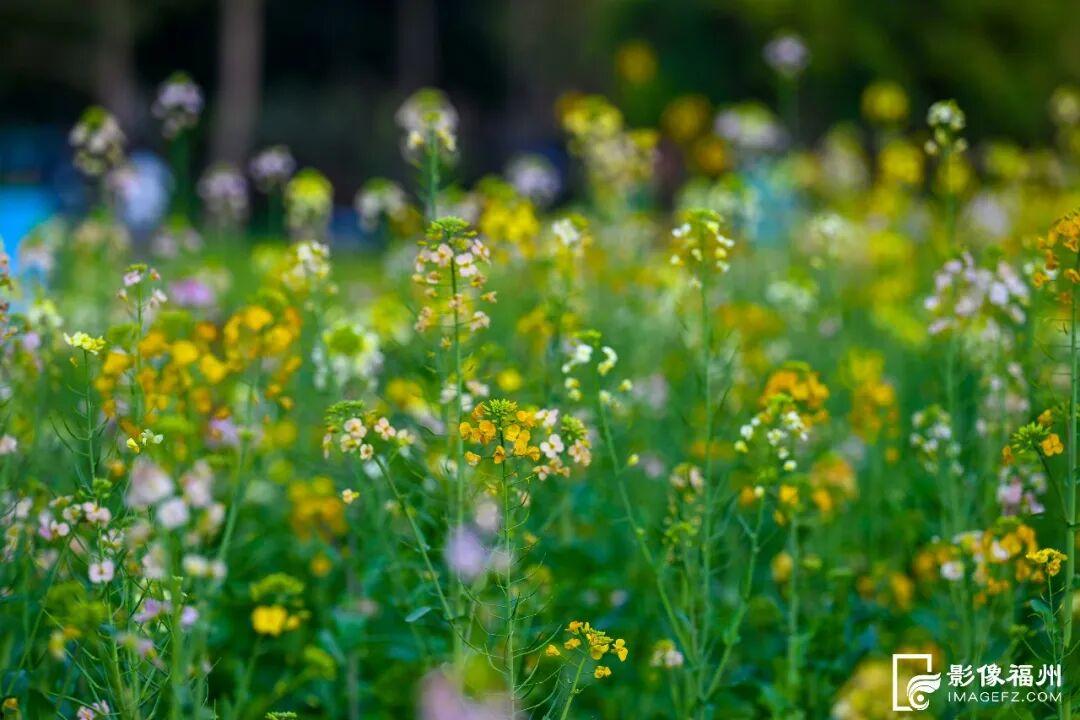 网红花海！福州这个公园的春色藏不住了！