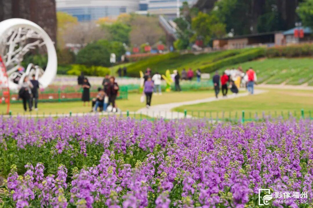 网红花海！福州这个公园的春色藏不住了！