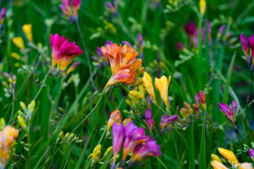 网红花海！福州这个公园的春色藏不住了！