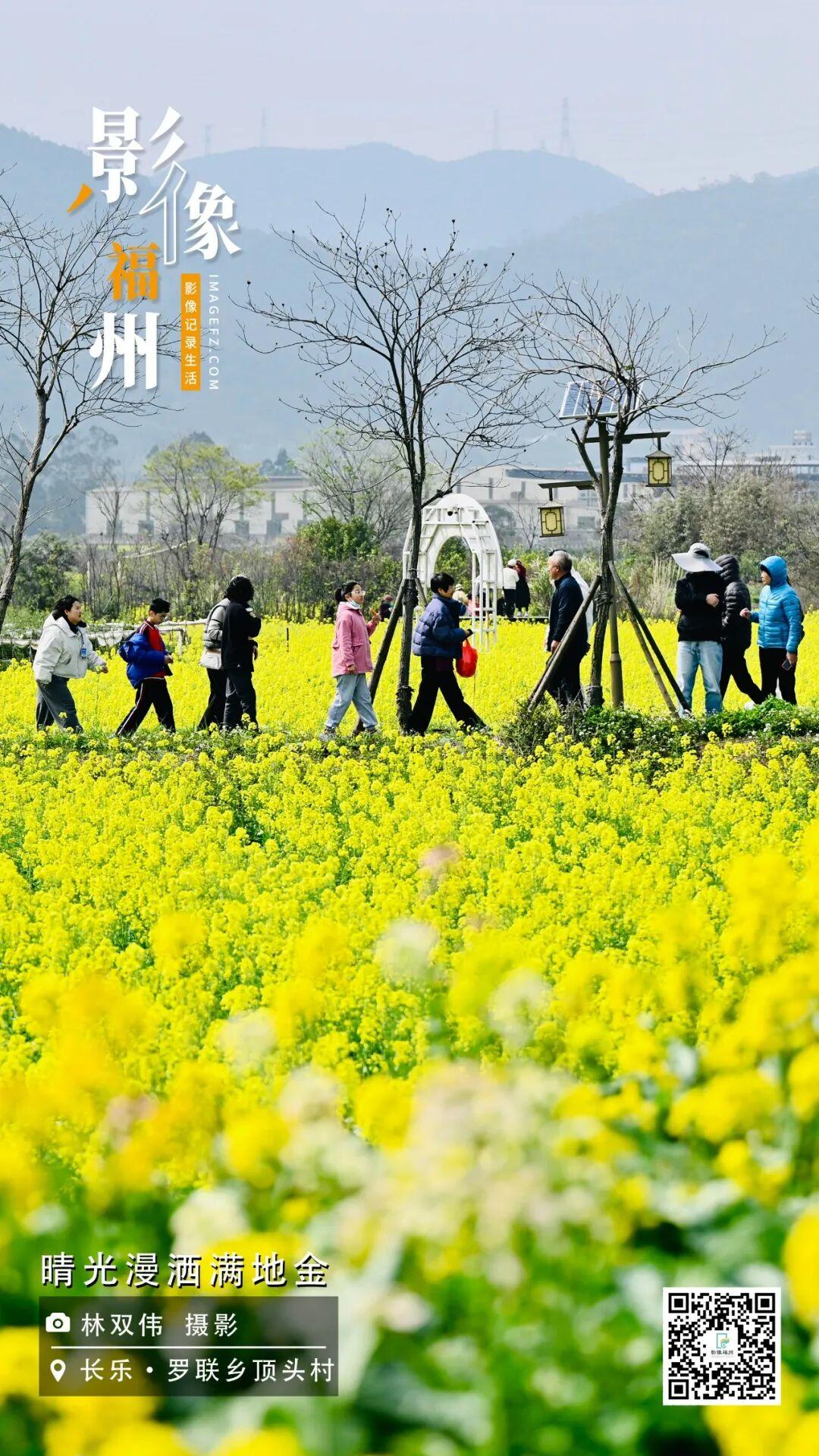 影像福州丨晴光漫洒满地金