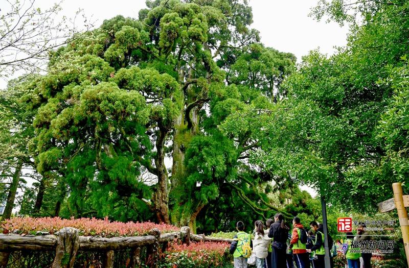 福州，到底有多“绿”？履“植”报告来了！