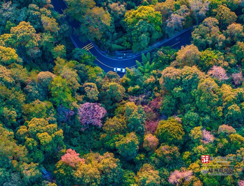 福州，到底有多“绿”？履“植”报告来了！