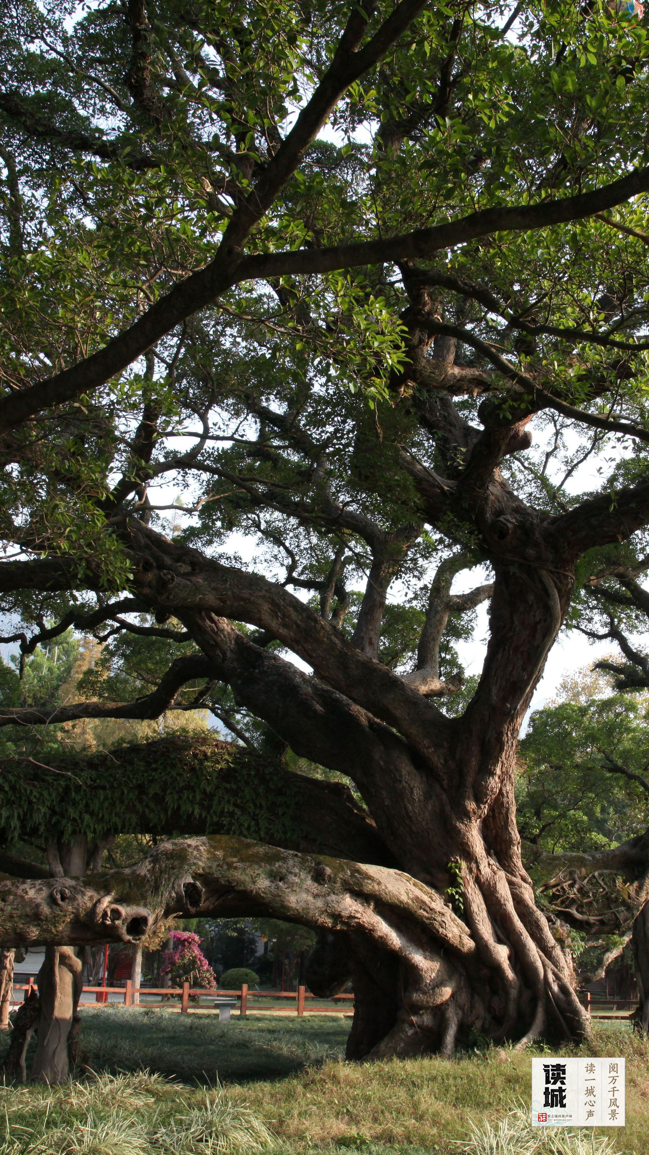 读城 | 今天，一起翻开福州专属“树历”，期待十二次重逢