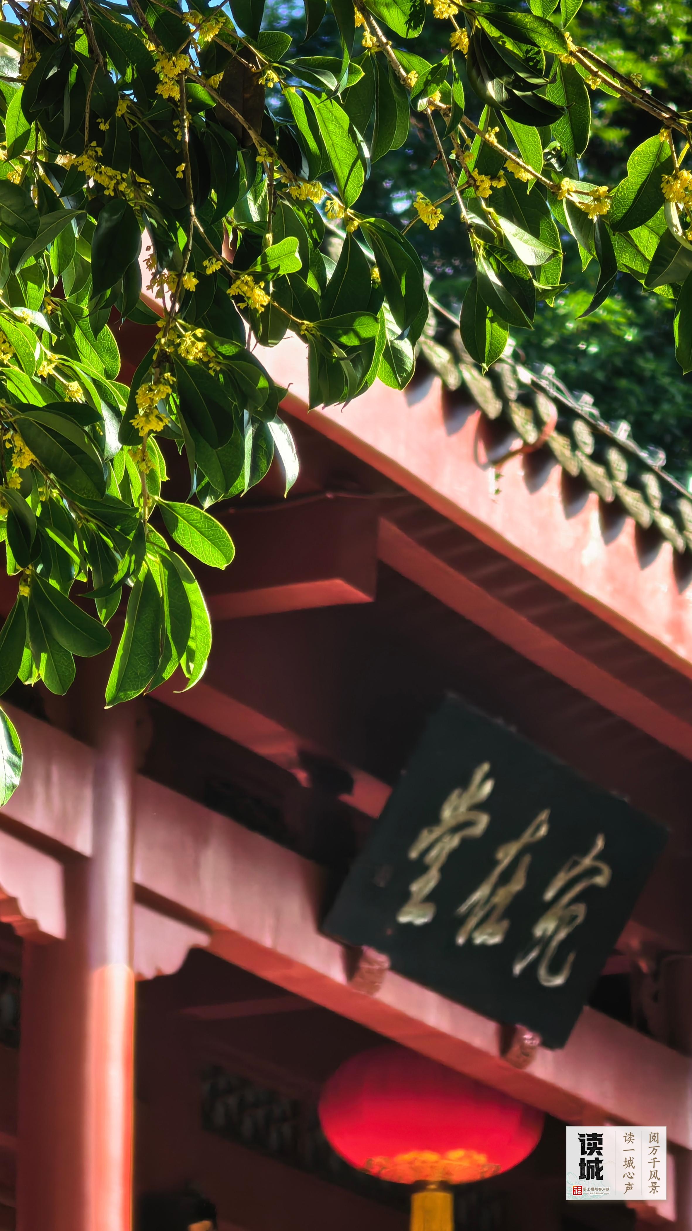 读城 | 今天，一起翻开福州专属“树历”，期待十二次重逢