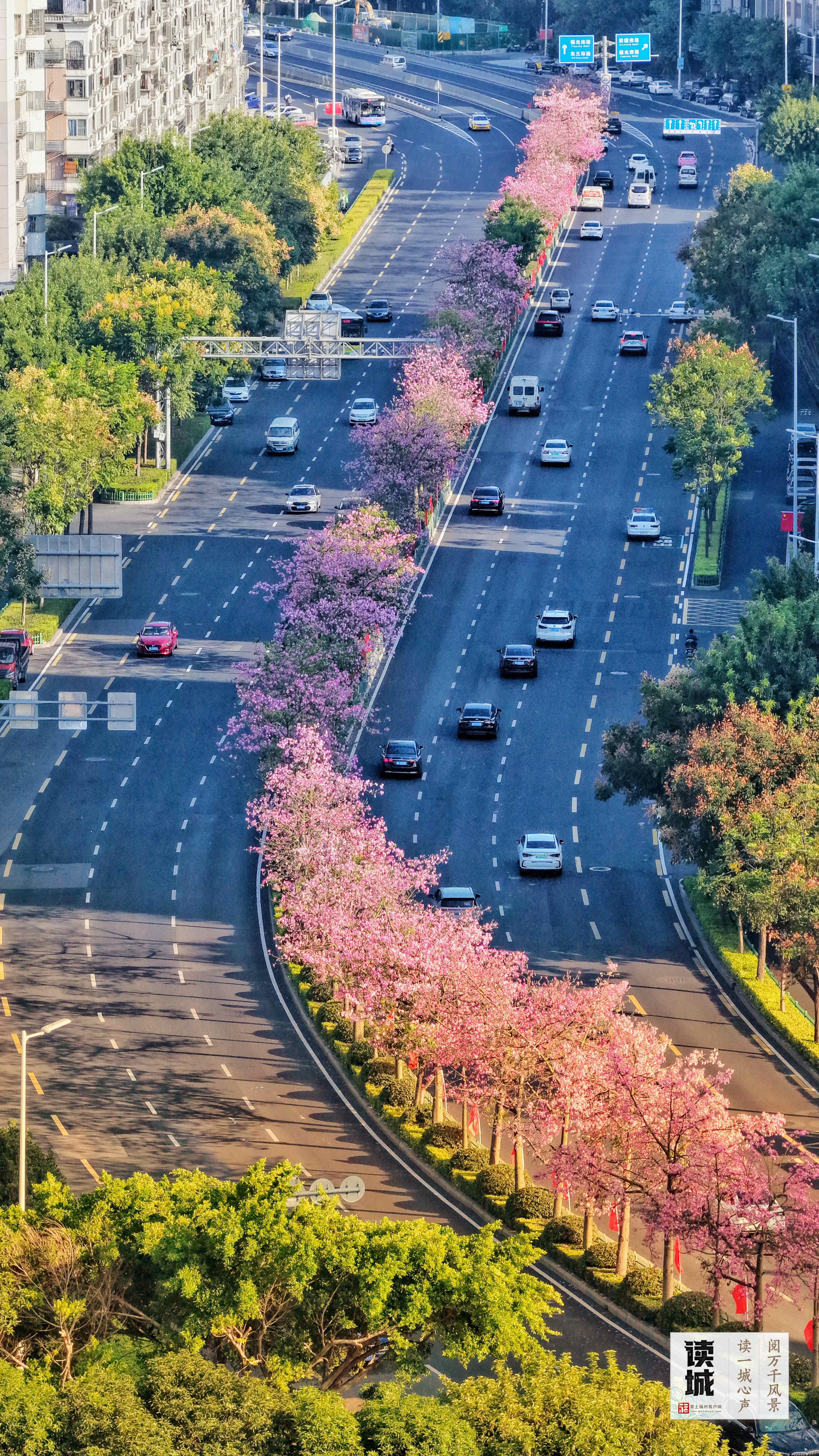 读城 | 今天，一起翻开福州专属“树历”，期待十二次重逢
