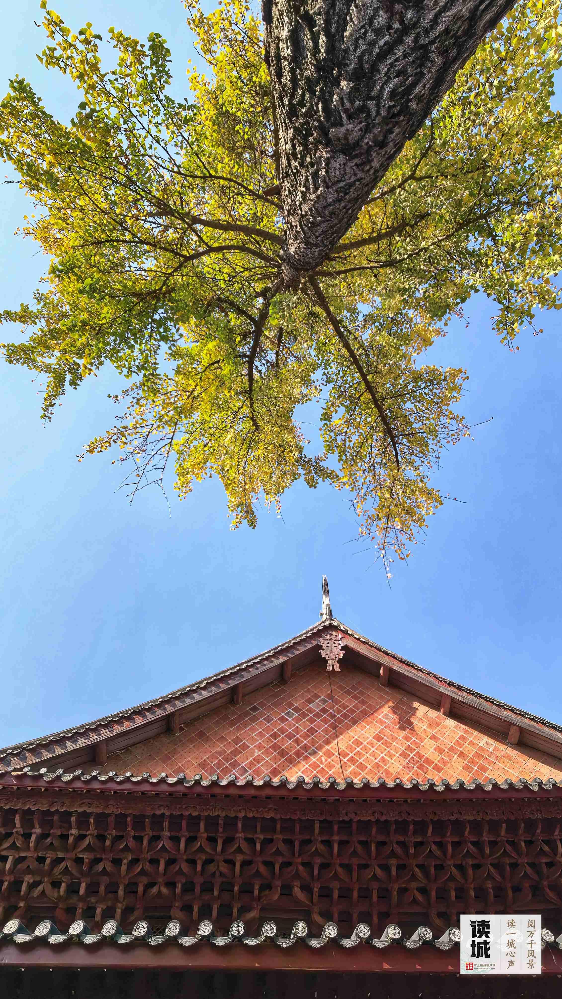 读城 | 今天，一起翻开福州专属“树历”，期待十二次重逢