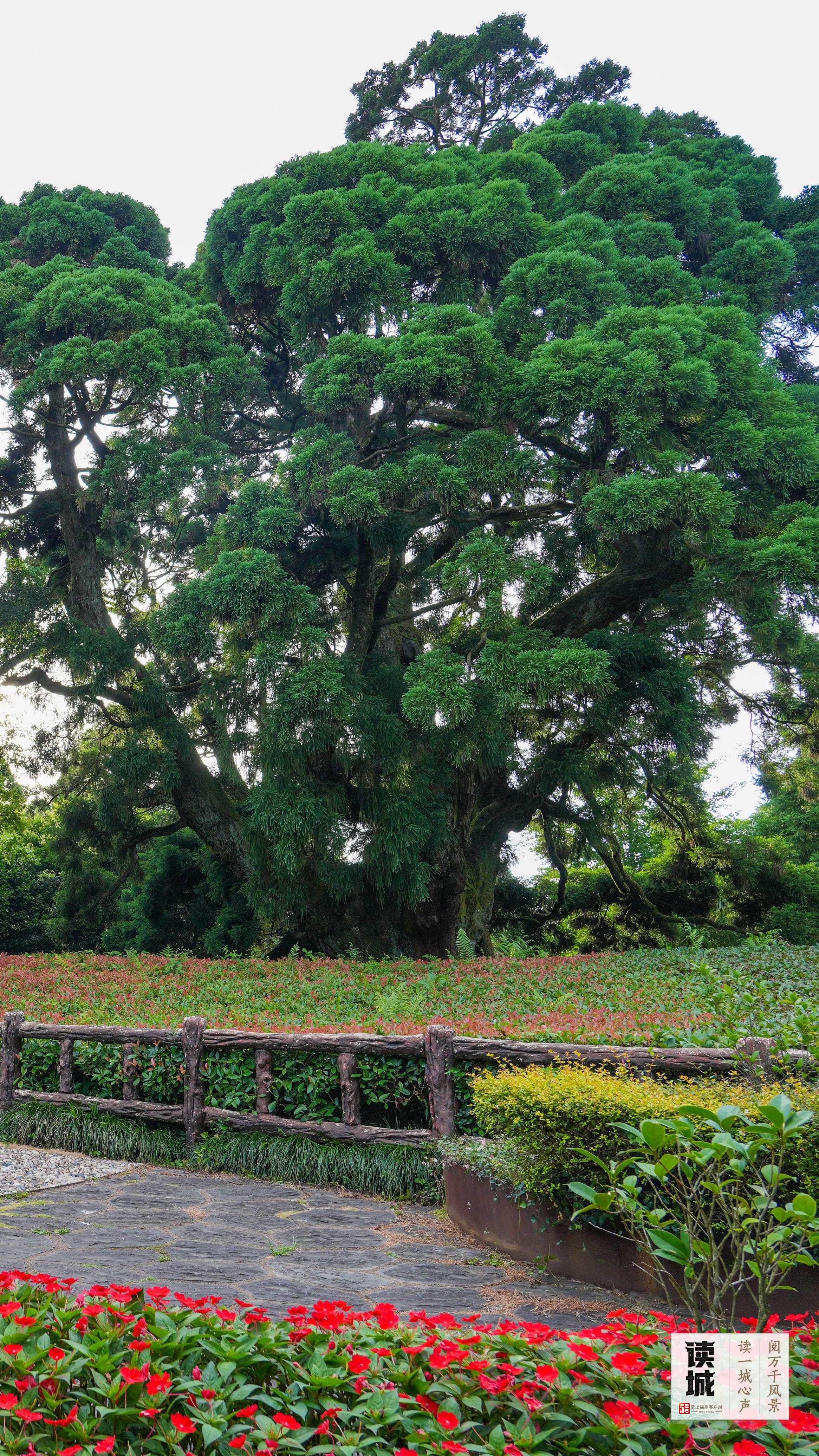 读城 | 今天，一起翻开福州专属“树历”，期待十二次重逢