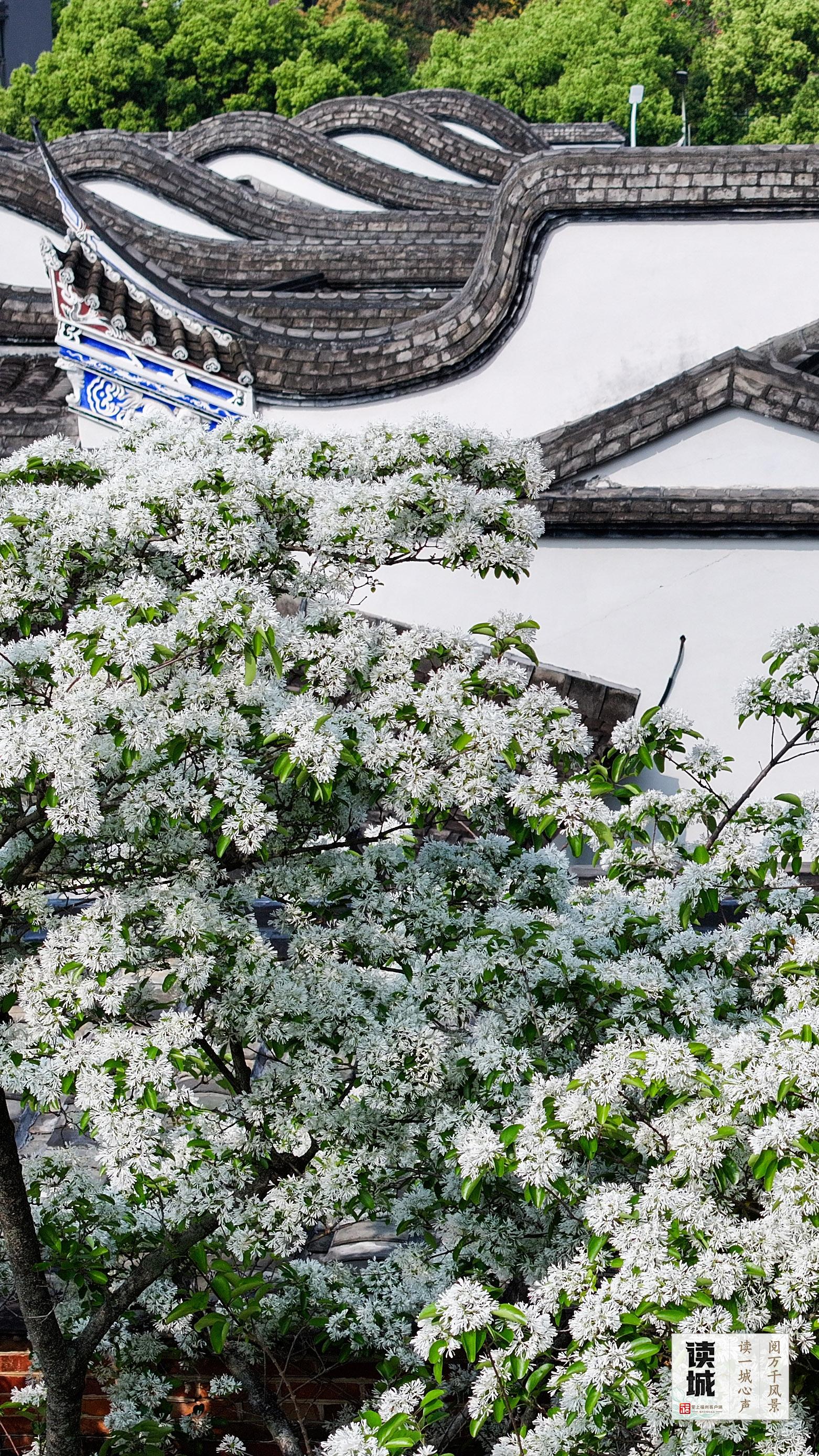 读城 | 今天，一起翻开福州专属“树历”，期待十二次重逢