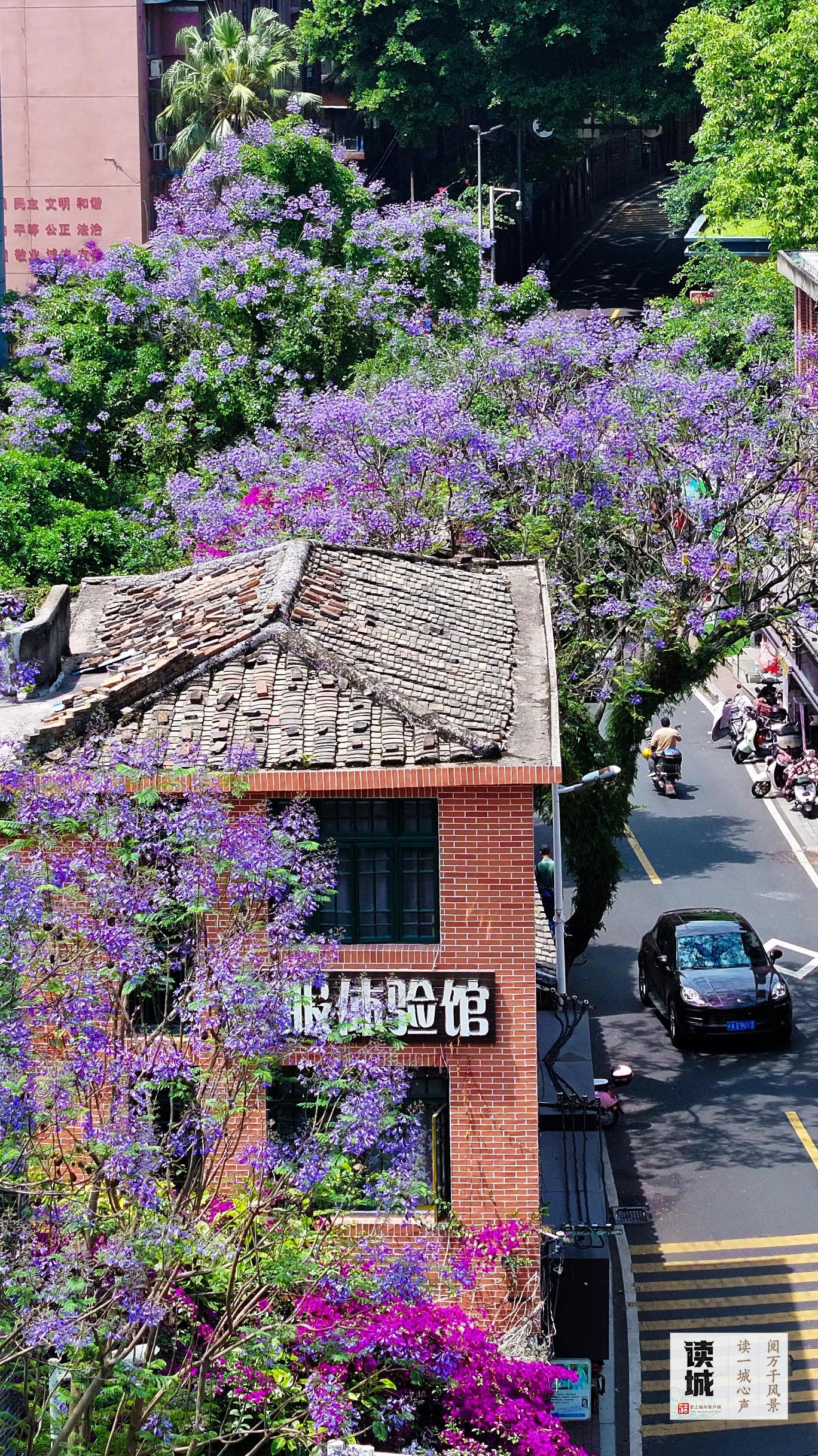 读城 | 今天，一起翻开福州专属“树历”，期待十二次重逢