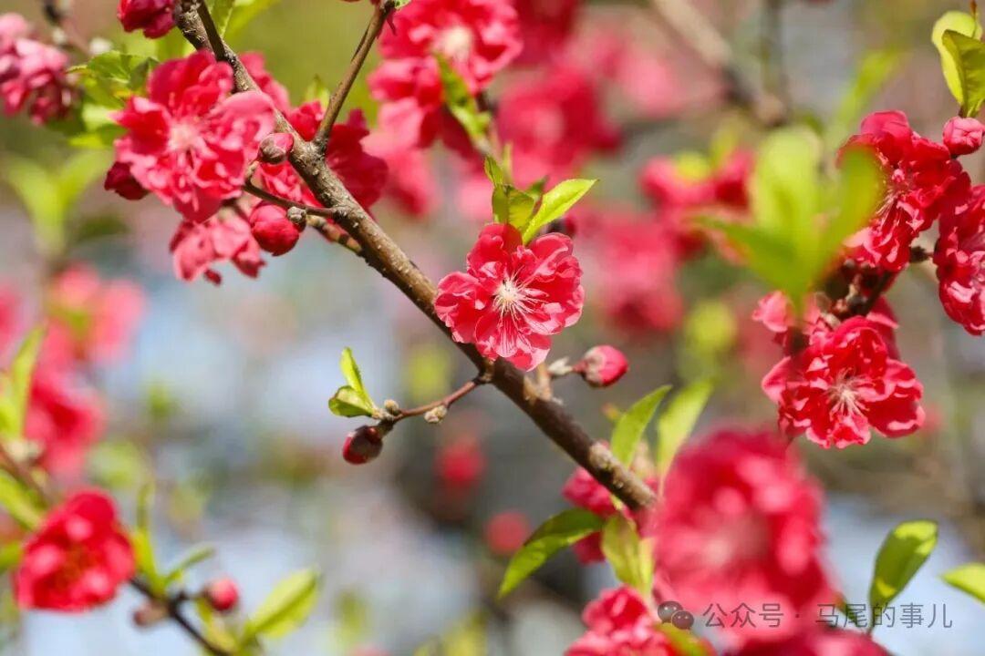 罗星塔公园桃花开了，春日打卡冲鸭！