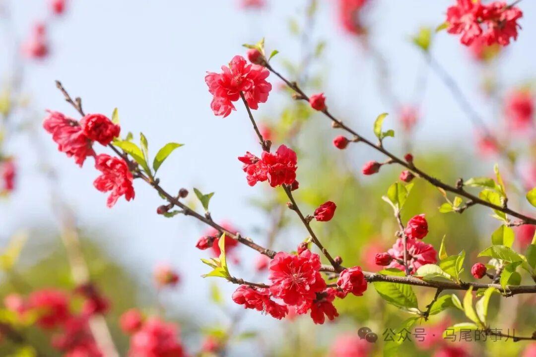 罗星塔公园桃花开了，春日打卡冲鸭！