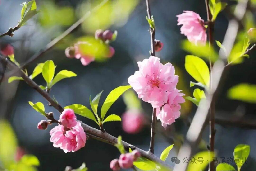 罗星塔公园桃花开了，春日打卡冲鸭！