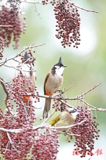 福州西湖鸟类手绘地图出炉