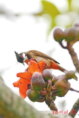 福州西湖鸟类手绘地图出炉