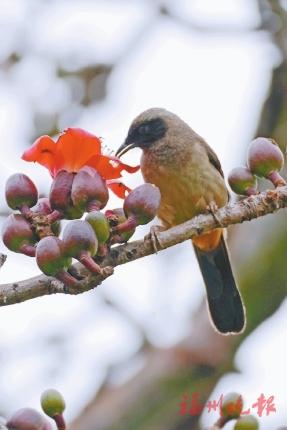 福州西湖鸟类手绘地图出炉