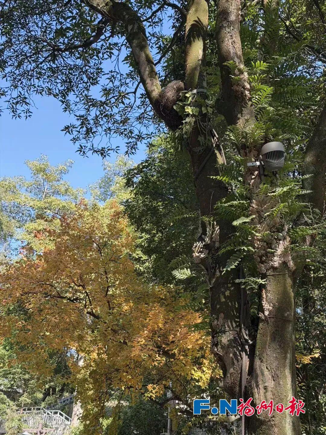 今夜最低1℃！有霜或霜冻！福州发布霜冻蓝色预警