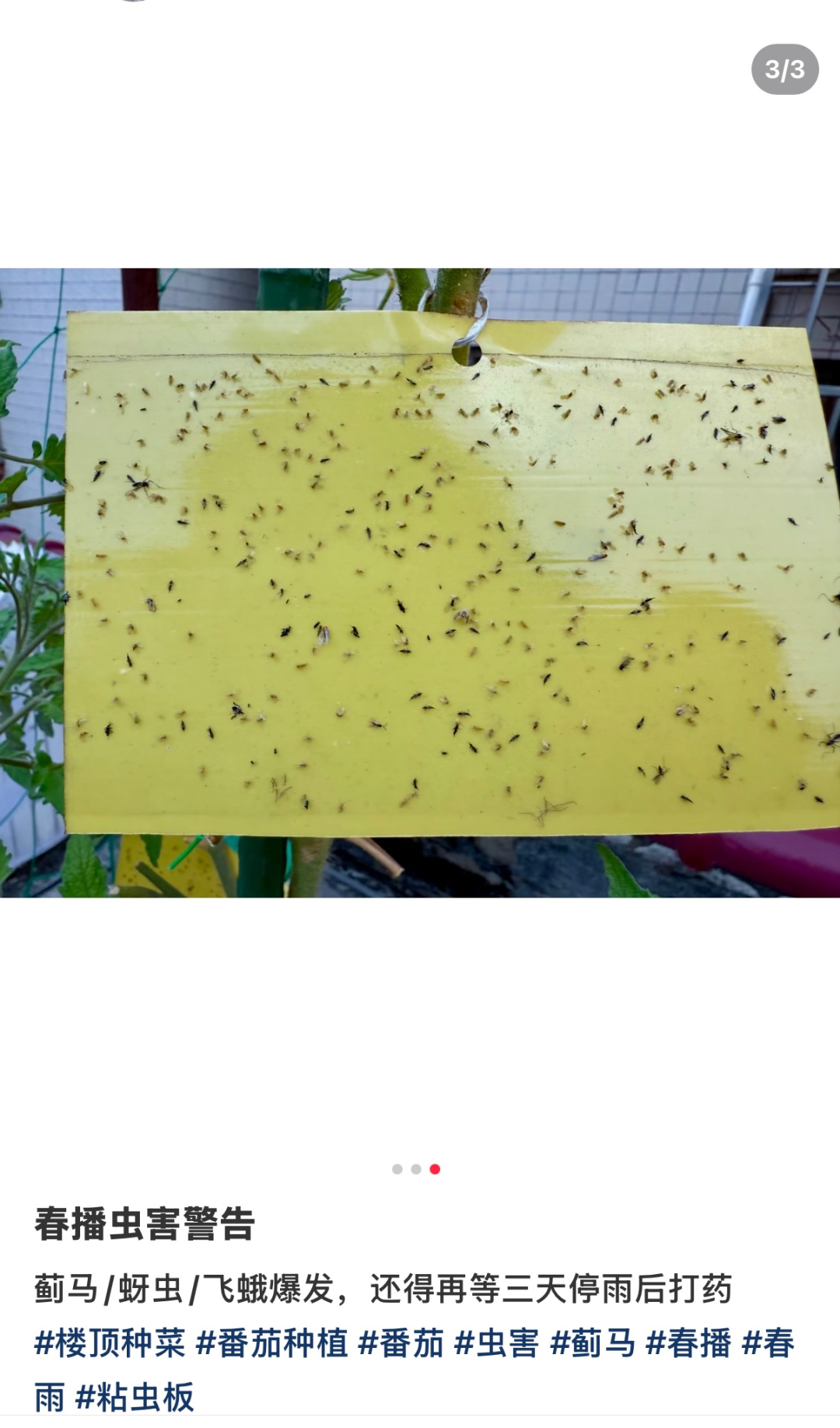 重要提醒！最近少穿黄色、绿色衣服出门！