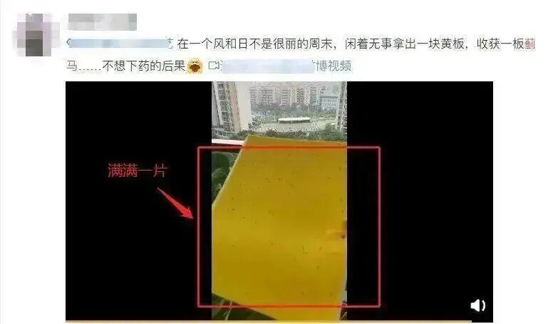 重要提醒！最近少穿黄色、绿色衣服出门！