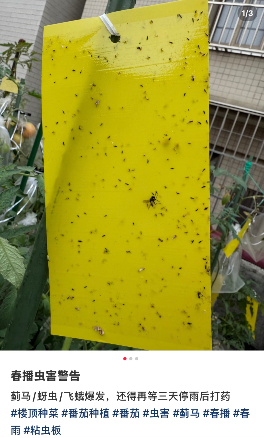 重要提醒！最近少穿黄色、绿色衣服出门！