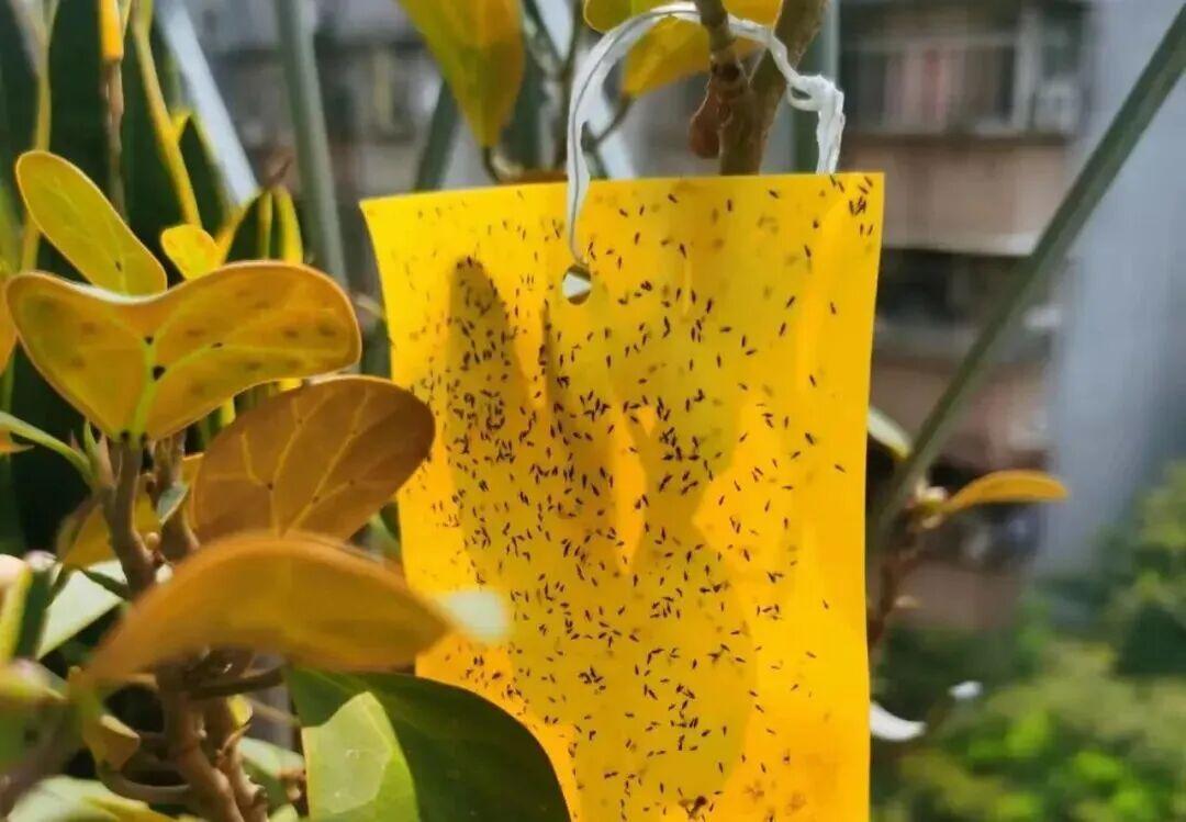 重要提醒！最近少穿黄色、绿色衣服出门！