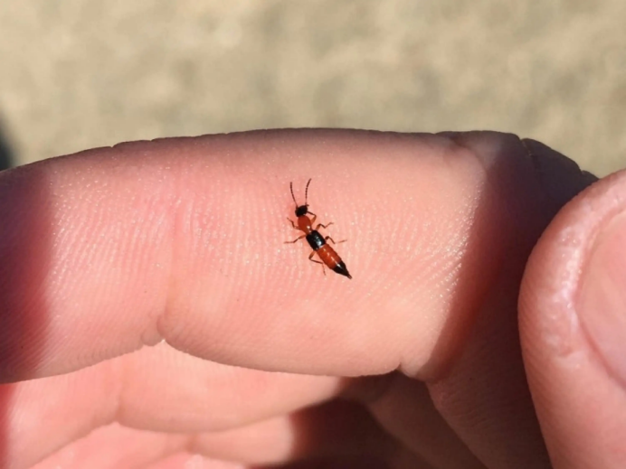 重要提醒！最近少穿黄色、绿色衣服出门！