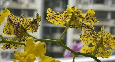 重要提醒！最近少穿黄色、绿色衣服出门！