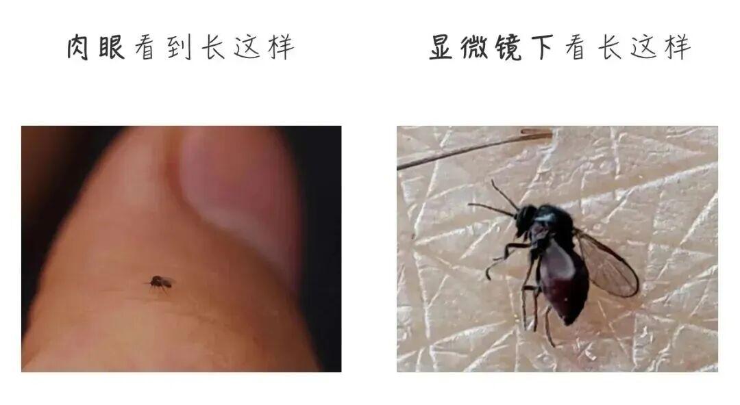 重要提醒！最近少穿黄色、绿色衣服出门！