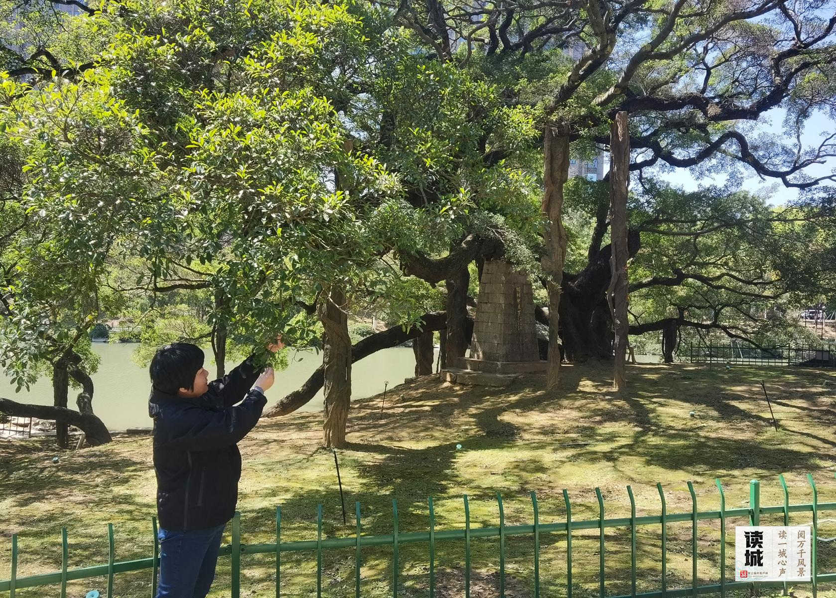 读城 | 真暖，她们把古树宠成了孩子的模样