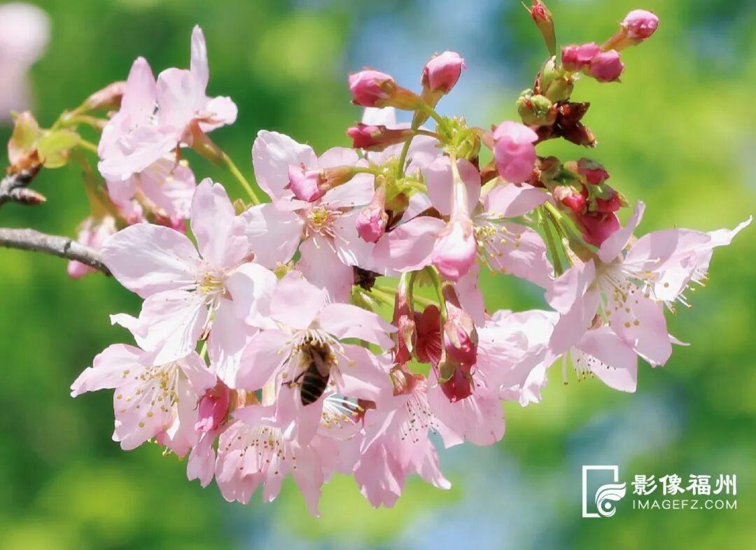 又一种花海加入“色彩交响曲”！赏花去！