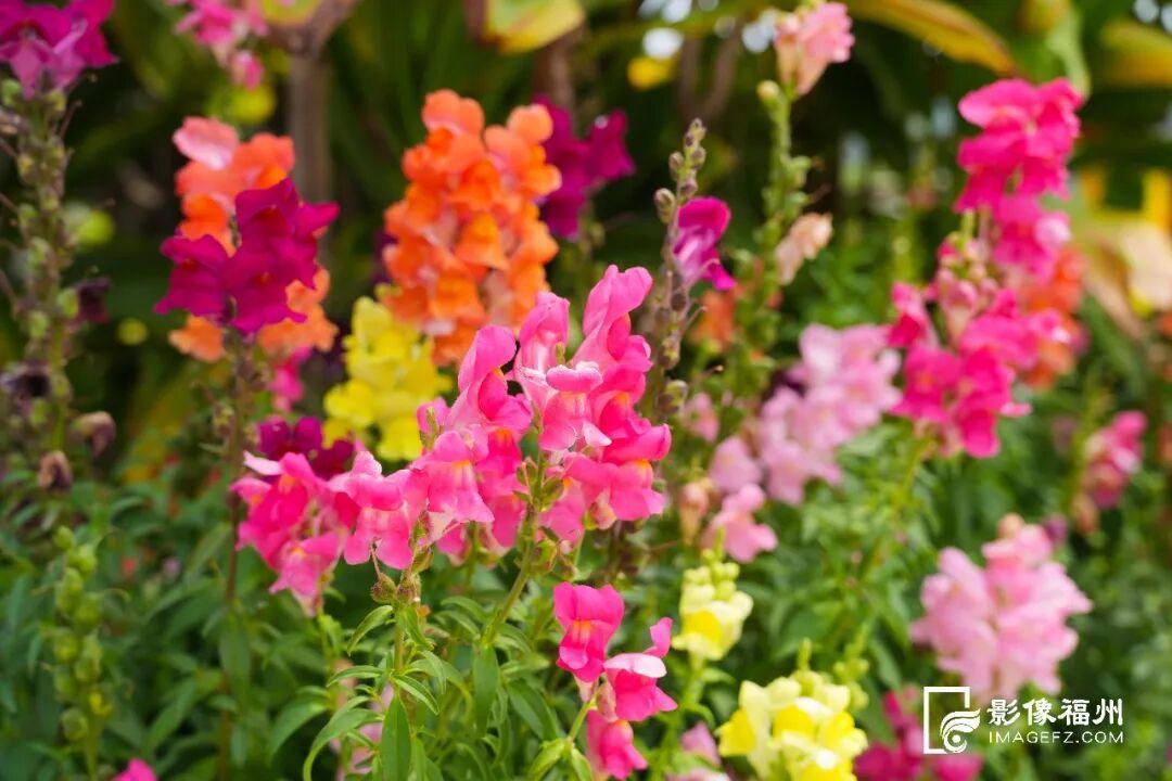 又一种花海加入“色彩交响曲”！赏花去！