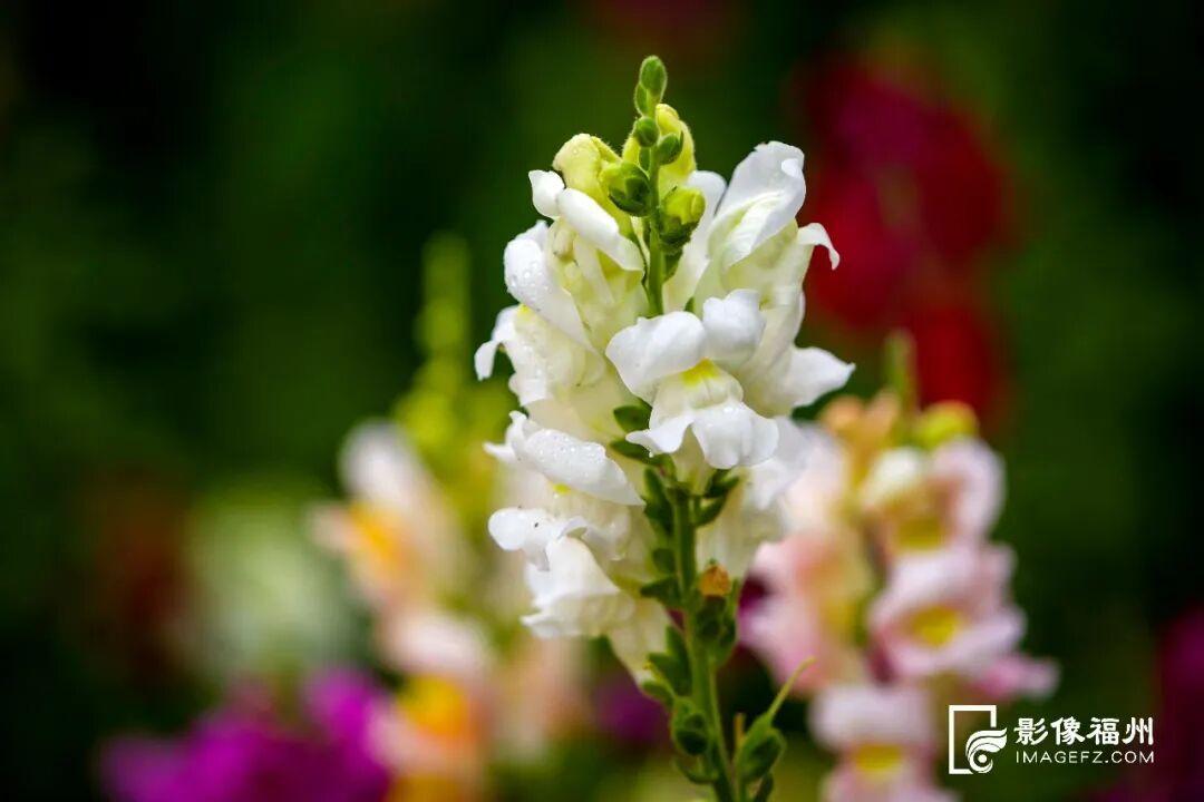 又一种花海加入“色彩交响曲”！赏花去！