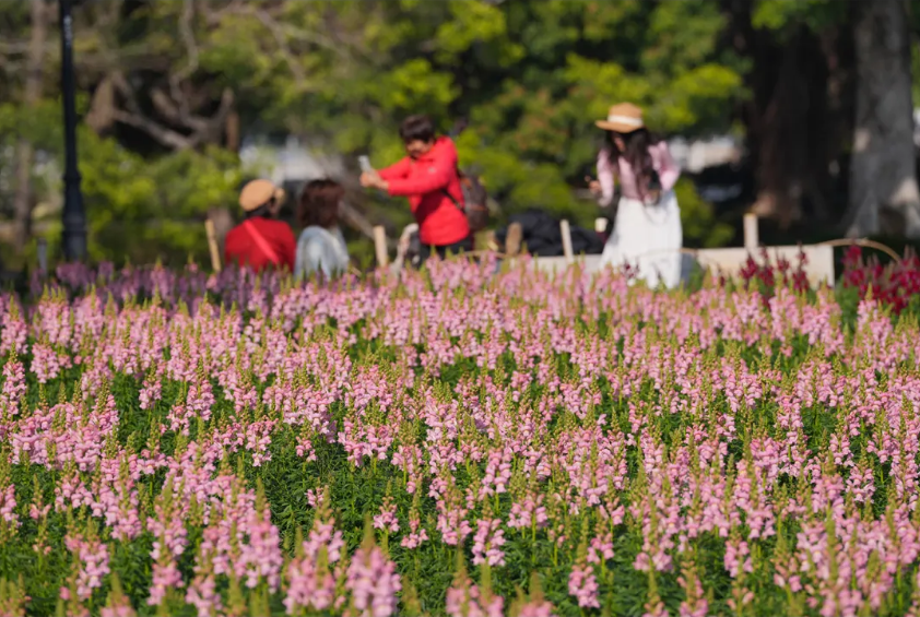 又一种花海加入“色彩交响曲”！赏花去！