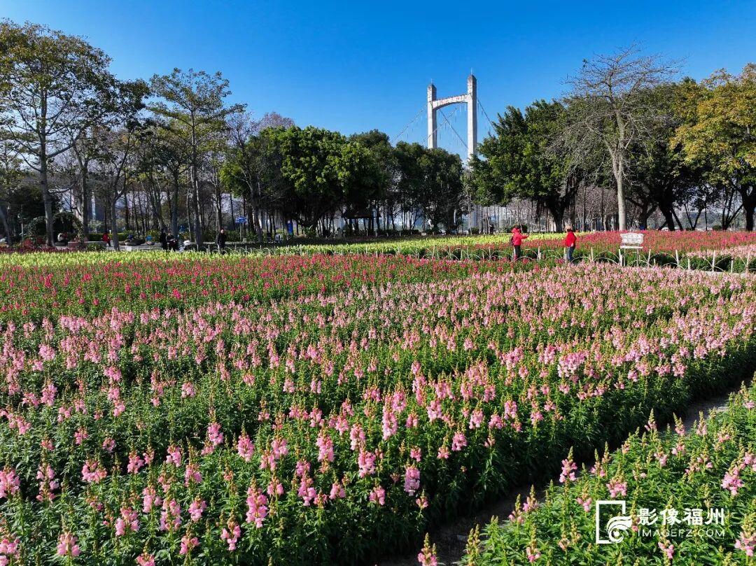 又一种花海加入“色彩交响曲”！赏花去！