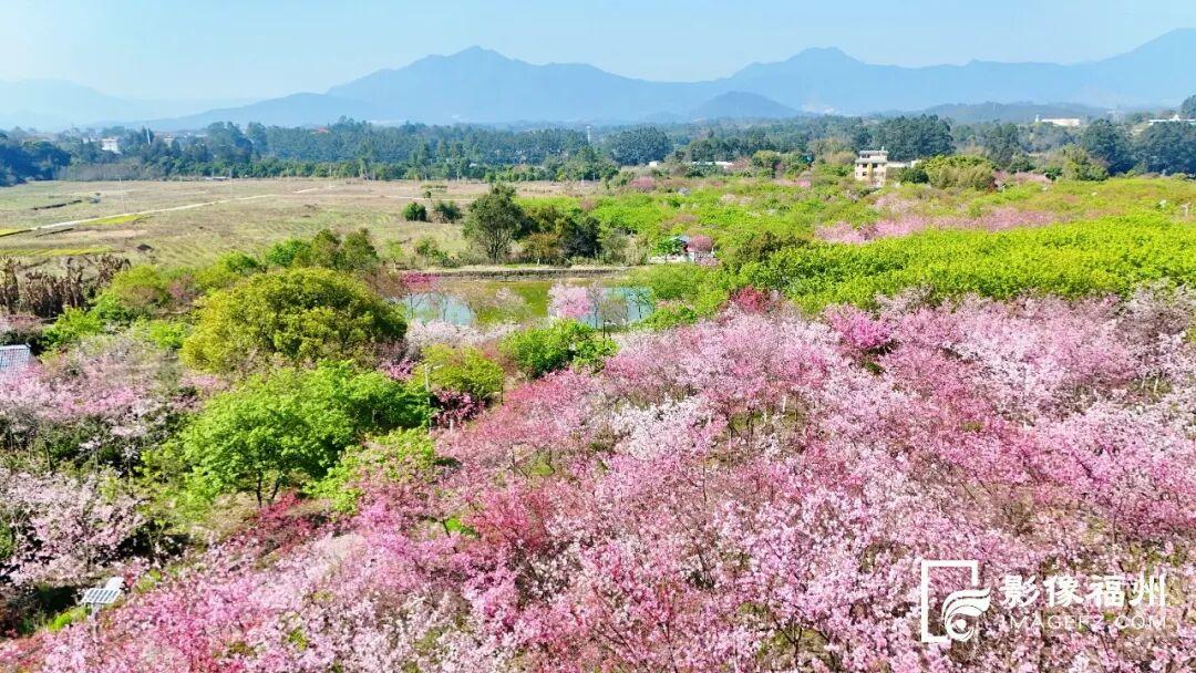 又一种花海加入“色彩交响曲”！赏花去！