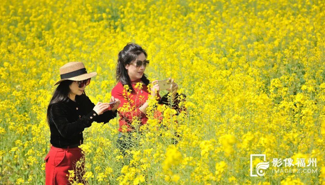 又一种花海加入“色彩交响曲”！赏花去！