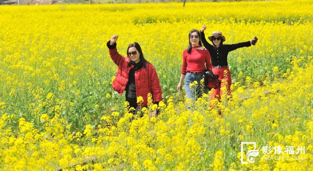 又一种花海加入“色彩交响曲”！赏花去！