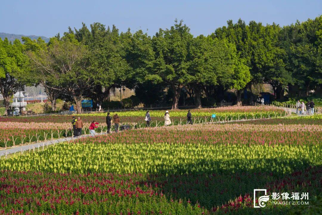 又一种花海加入“色彩交响曲”！赏花去！