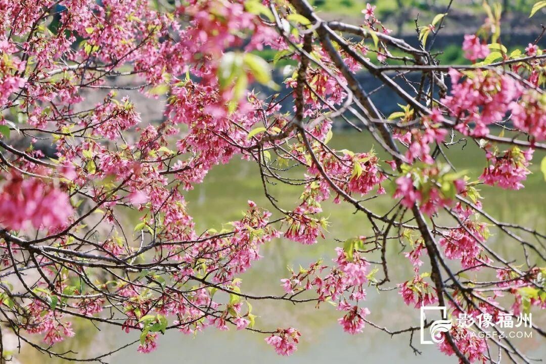 又一种花海加入“色彩交响曲”！赏花去！