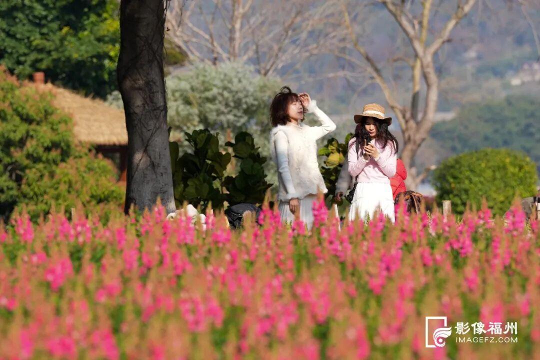 又一种花海加入“色彩交响曲”！赏花去！