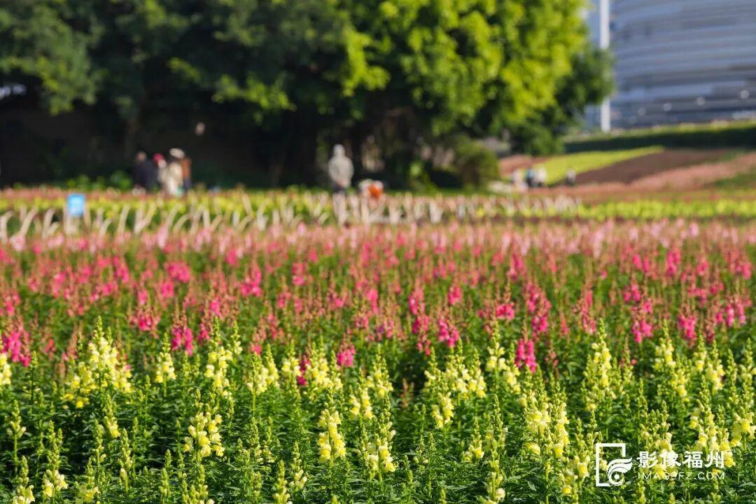 又一种花海加入“色彩交响曲”！赏花去！