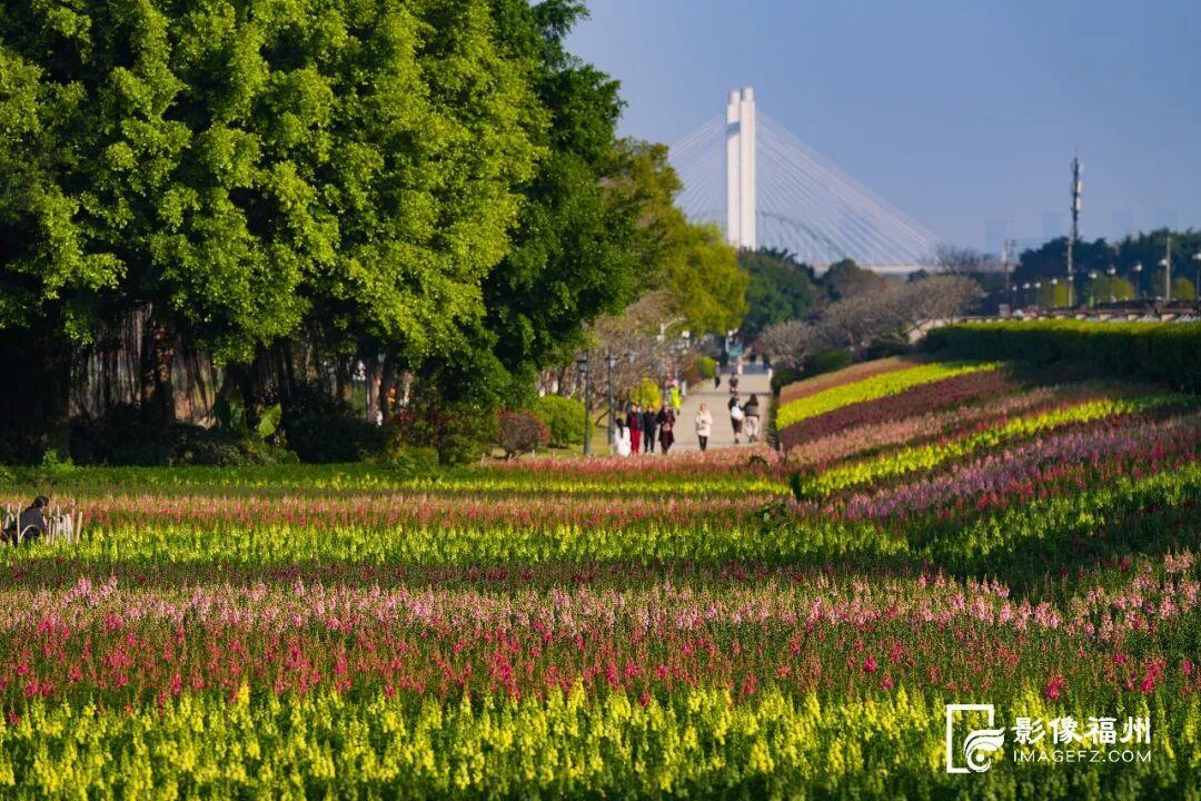 又一种花海加入“色彩交响曲”！赏花去！