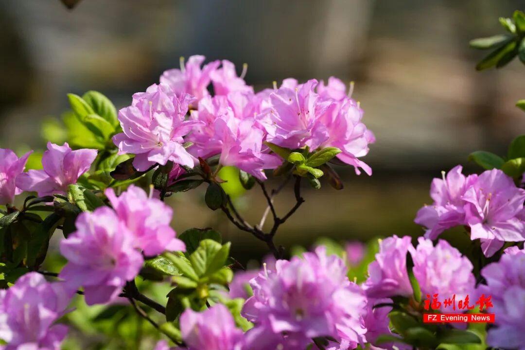 3万多株！福州将现成片杜鹃花海！为期一个多月